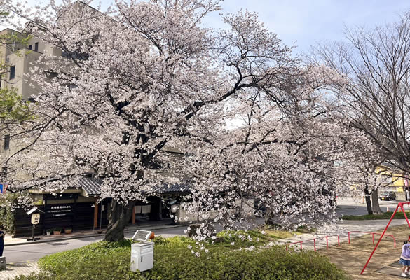 上山田中央公園